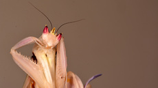 Orchideenmantis (11).jpg